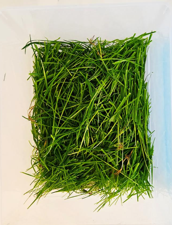 preschool activity shows a bin filled with grass.