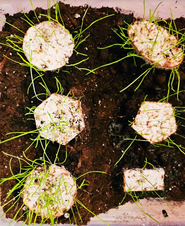seed balls shows six seed balls that have sprouted grass.