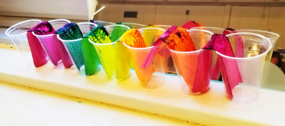 walking water rainbow shows cups with dried paper towel in each with the colors of the rainbow in each.