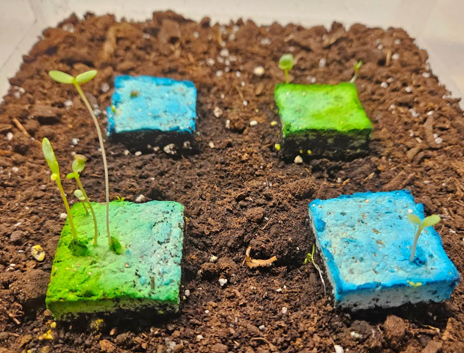 fathers day gift idea seed squares shows some that have sprouted.