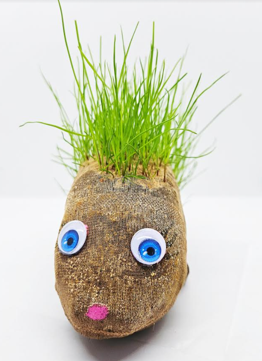 hedgehog plant shows a hedgehog critter with grass growing out the top.
