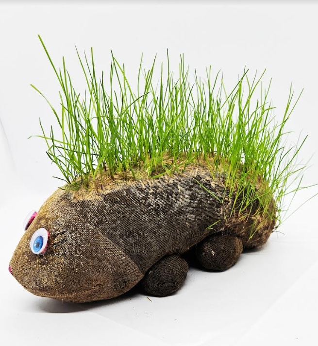 hedgehog plant shows grass growing out of a nylon critter.