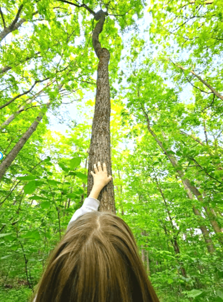 mindfulness activities for kids shows a picture of a child touching a tall tree.