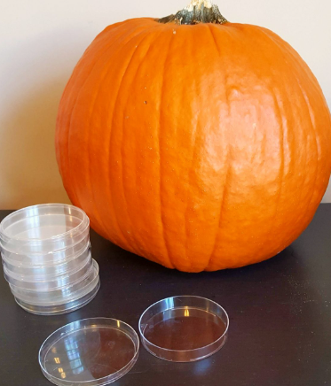 fall STEM shows a pumpkin and a petri dish.