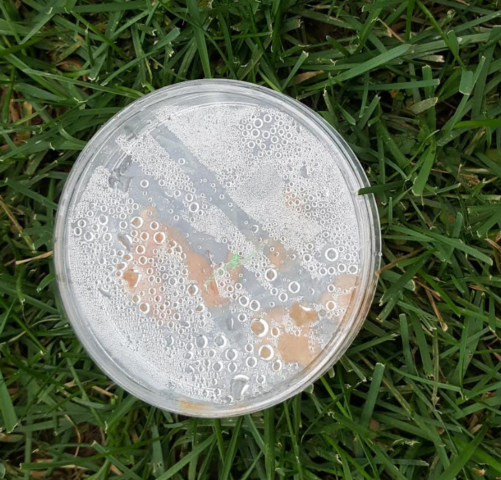 science for kids shows a petri dish on grass with condensation.