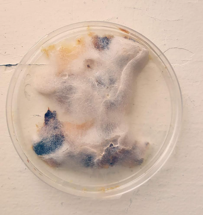 fall science activity shows pumpkin seeds with moldy fuzz all over it.