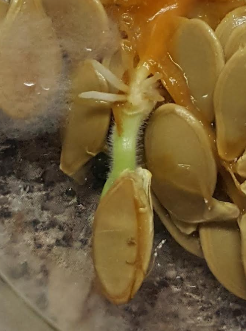 free pumpkin science experiment shows a pumpkin seed with a sprout starting to come out of it.