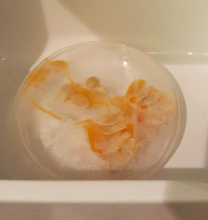 free pumpkin science experiment shows a petri dish filled with pumpkin seeds in a freezer.